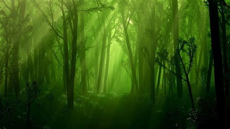 Green Forest Wallpaper Hd