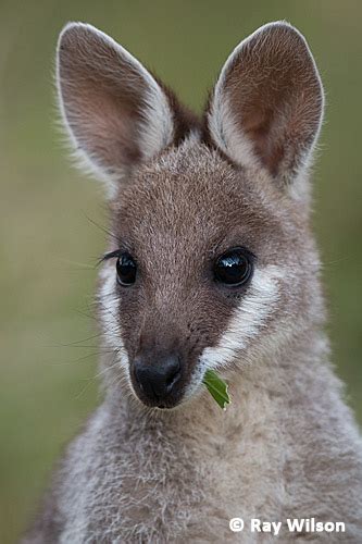 Whiptail wallaby - Alchetron, The Free Social Encyclopedia