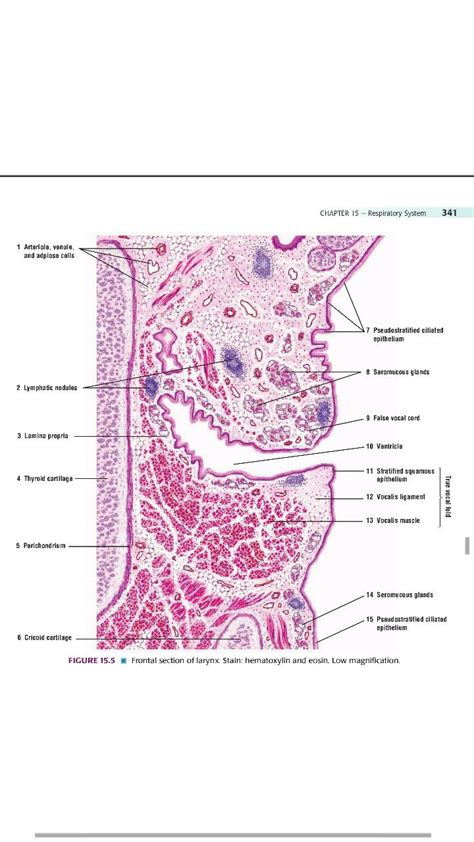 Larynx epithelium Histology | Histology slides, Math tricks, Medical ...