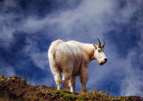 How to save the wildlife of Washington’s Olympic National Park