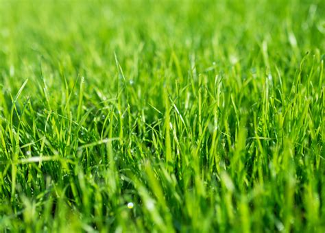 Sod vs. seed? Which is the best option for you? - United Turf, LLC