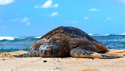 Gambar : laut, alam, margasatwa, Penyu, reptil, Hawai, fauna, marinelife, bertulang belakang ...