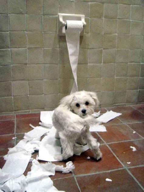 Cute and funny pictures of animals 71. Funny pets behaving badly.