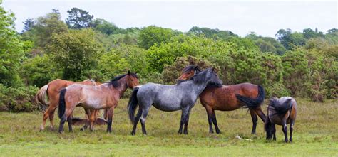 Herd Of Wild Horses Free Stock Photo - Public Domain Pictures