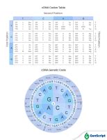 E Coli Codon Usage Chart - Infoupdate.org