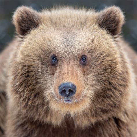 Close up brown bear portrait | Stock image | Colourbox