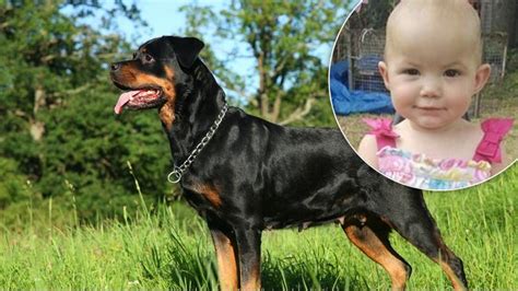 Baby girl dies in rottweiler dog attack at Inverell home