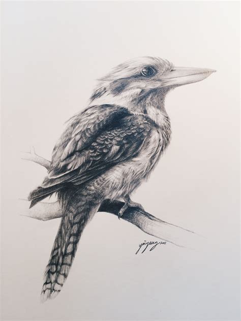 26+ kookaburra outline drawing - NykaelaHawaa