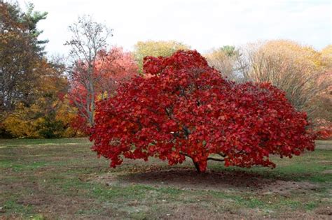 Fall colors - Picture of Planting Fields Arboretum State Historic Park, Oyster Bay - TripAdvisor