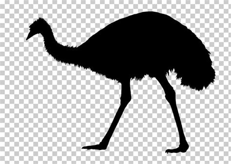 Common Ostrich Emu War Silhouette PNG, Clipart, Absorb, Aftermath ...