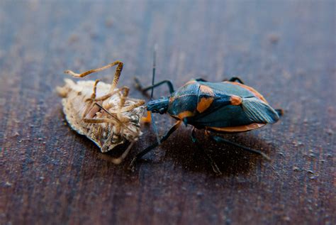 Biological Control of Brown Marmorated Stink Bug | NC State Extension