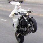 Funny bunny motorcycle wheelie Meme Generator - Imgflip