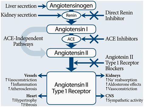 ACE inhibitors drugs uses, function, contraindications and side effects