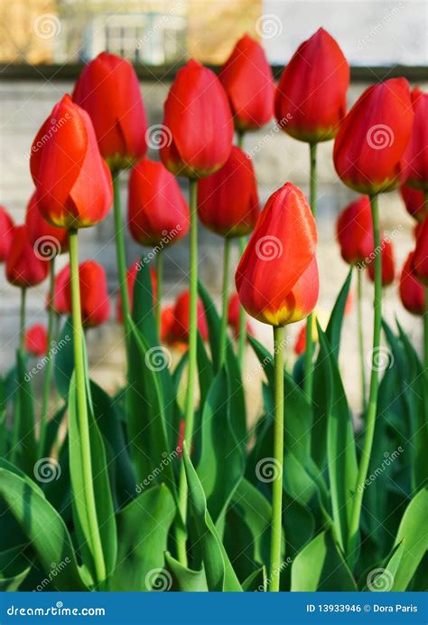 Tulip garden in spring stock photo. Image of vertical - 13933946