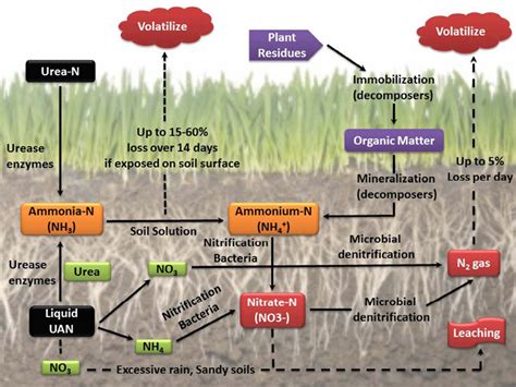 Urea-based Fertilizers in Forage Production | Mississippi State ...