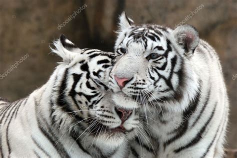 White tigers Stock Photo by ©red-feniks 7105549