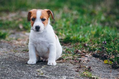 Cute Jack Russell Terrier Puppy In The Yard | Stocksy United