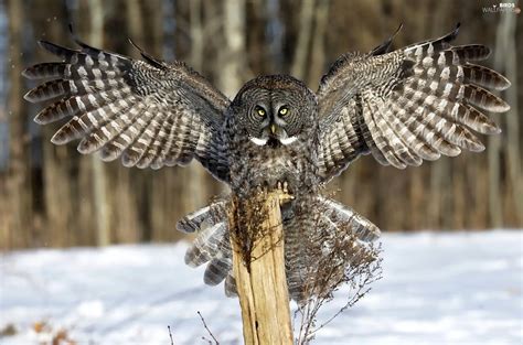 spread, owl, wooden, post, wings, Tawny owl great gray owl - Birds ...