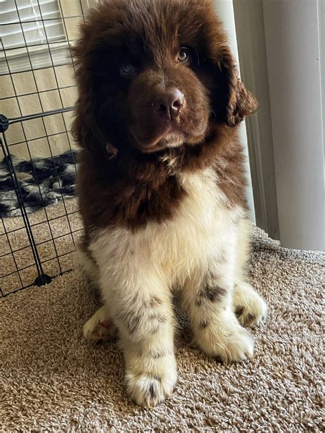 Newfoundland Dog Puppies For Sale | Tampa, FL #315317