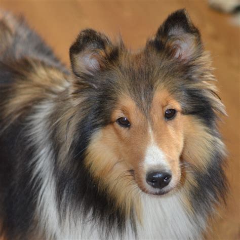 Healthy Sheltie Puppies For Sale In Delaware