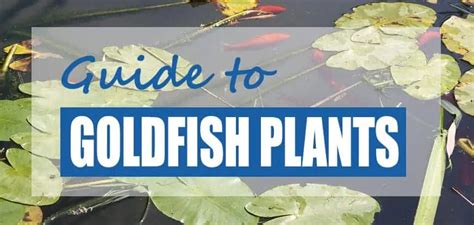 The Best Goldfish Plants For Ponds (Edible & Inedible) - Pond Informer