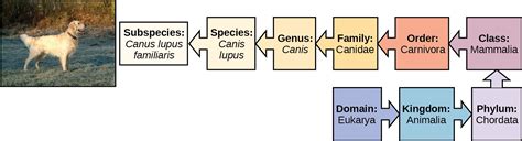 Biology 2e, Evolutionary Processes, Phylogenies and the History of Life, Organizing Life on ...