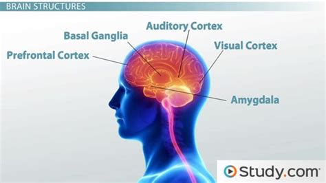 Neurobiological Model of Schizophrenia: Brain Systems and Neurotransmitters - Lesson | Study.com