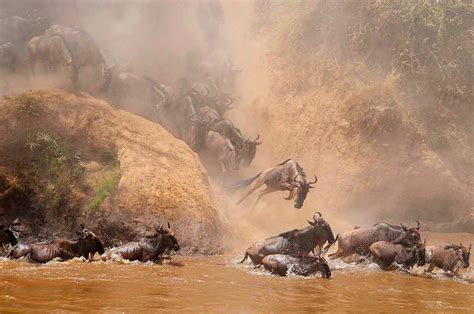 Masai Mara Migration Photo-Tour - Craig Jones Wildlife Photographer