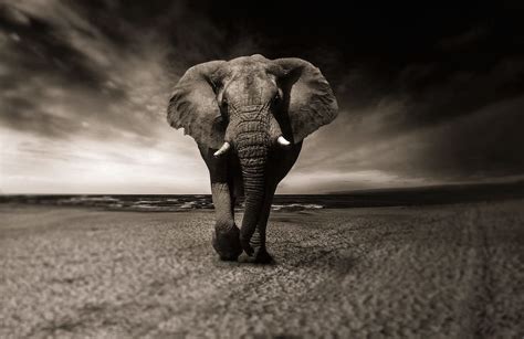 Elephant 1080P, 2K, 4K, 5K HD wallpapers free download | Wallpaper Flare