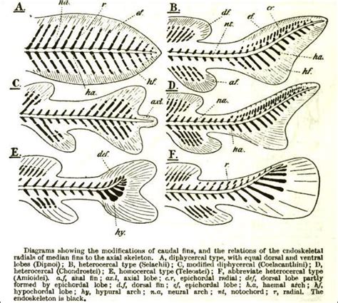 Fish tail reference. A comparison of various different skeletal structures of fish tails. | Fish ...