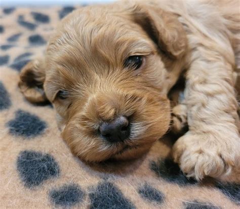 Cavoodle Breeder and Grooming - Gold Coast Pups and Cutz