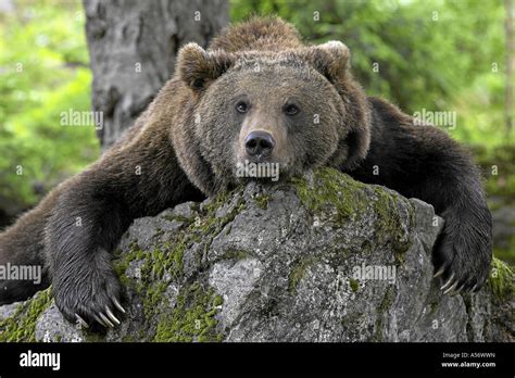 Faulpelz Europaeischer Braunbaer European Brown Baer Stock Photo - Alamy