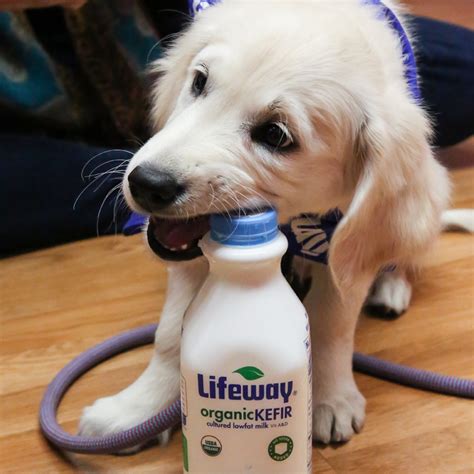 Dogs Love Kefir on National Dog Day