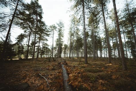 Forest Ecology and Management - Climate Transform