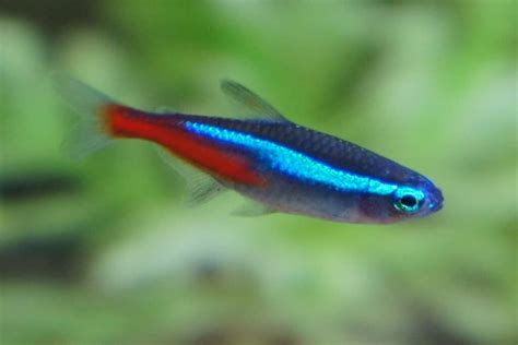 Neon Tetra 101: Care, Diet, Tank Size, Tank Mates, & More