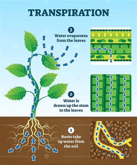 Transpiration vector illustration - VectorMine