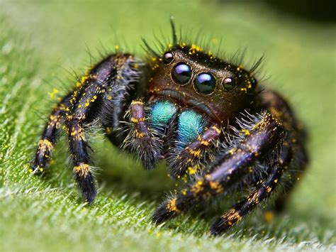 Fondos de pantalla : Ojos, fotografía, insecto, fauna silvestre, Arácnido, de miedo, grande ...