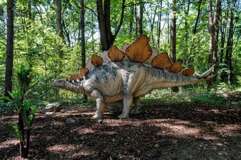 10 Amazing facts about Stegosaurus - Paultons Park Blog