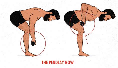 Chin-Ups vs Barbell Rows for Back and Biceps Growth