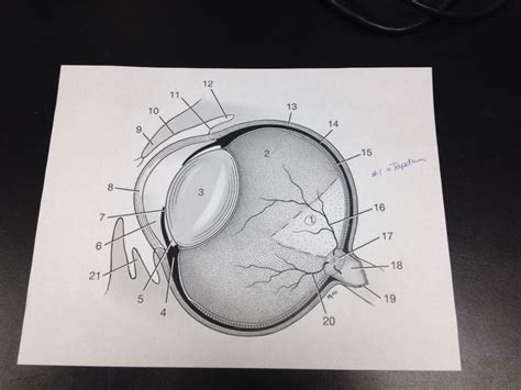 Tapetum Lucidum Diagram