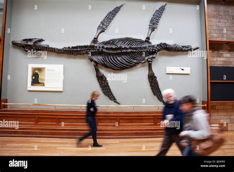 The Natural History Museum, London. Giant fossil of a Pliosaur adorns the wall Stock Photo - Alamy