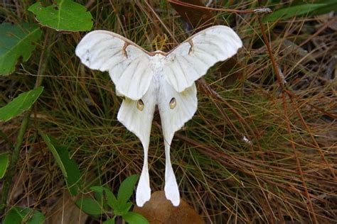 Luna Moth | Insects, Moth, Beautiful butterflies