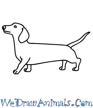 How to Draw a Wiener Dog