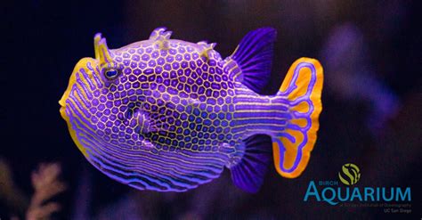 Rare Australian Ornate Boxfish On Display At The Birch Aquarium | Reef ...