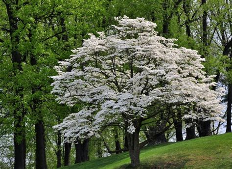 Flowering Dogwood Tree Cornus Floridus Beautiful Landscape | Etsy