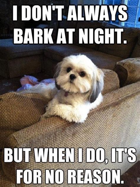 21 Funny Dog Memes