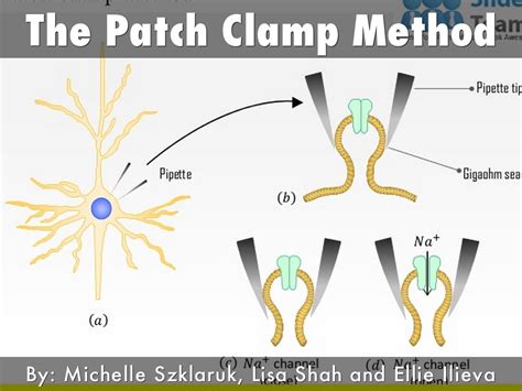 The Patch Clamp Method by mishelly1276