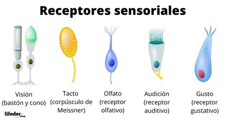 Receptores sensoriales: clasificación, fisiología, características