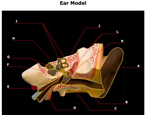 Ear Model Diagram | Quizlet