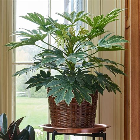 Japanese Aralia 'Spider's Web' | White flower farm, Indoor plant pots ...